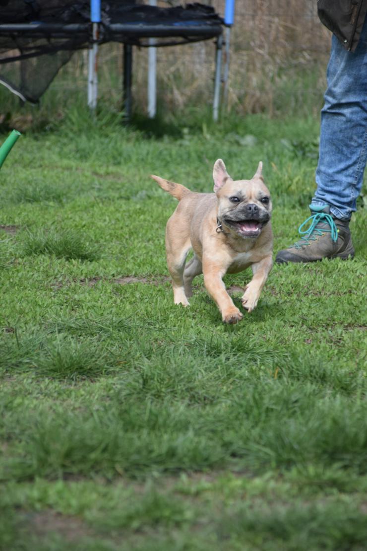 Bild 8: Alicent ist eine aufgeweckte und tolle kleine Maus und wünscht sich eine eigene Familie.