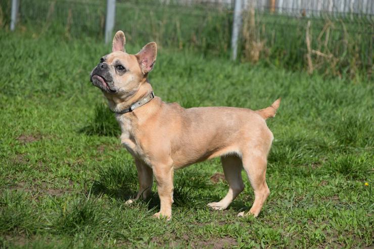 Bild 5: Alicent ist eine aufgeweckte und tolle kleine Maus und wünscht sich eine eigene Familie.