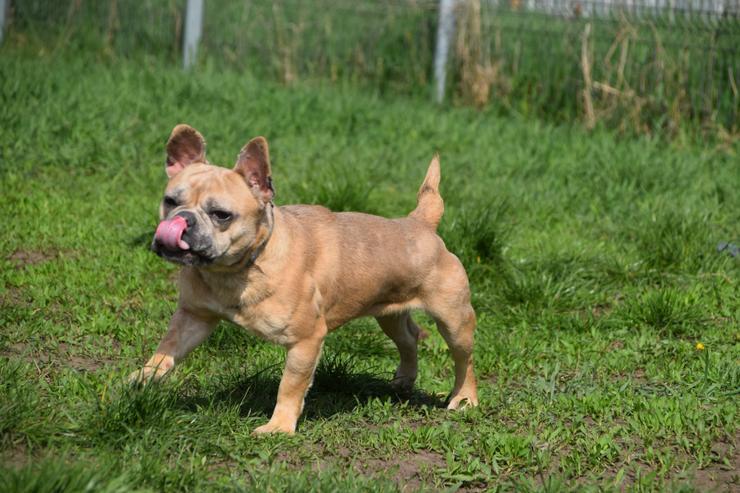 Bild 7: Alicent ist eine aufgeweckte und tolle kleine Maus und wünscht sich eine eigene Familie.