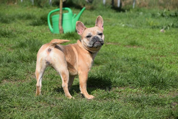 Bild 6: Alicent ist eine aufgeweckte und tolle kleine Maus und wünscht sich eine eigene Familie.