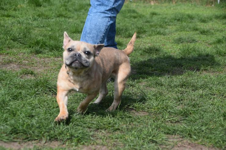 Bild 11: Alicent ist eine aufgeweckte und tolle kleine Maus und wünscht sich eine eigene Familie.