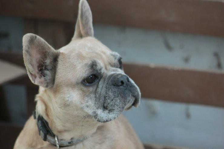 Bild 2: Alicent ist eine aufgeweckte und tolle kleine Maus und wünscht sich eine eigene Familie.