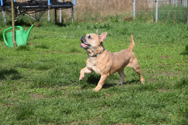Bild 10: Alicent ist eine aufgeweckte und tolle kleine Maus und wünscht sich eine eigene Familie.
