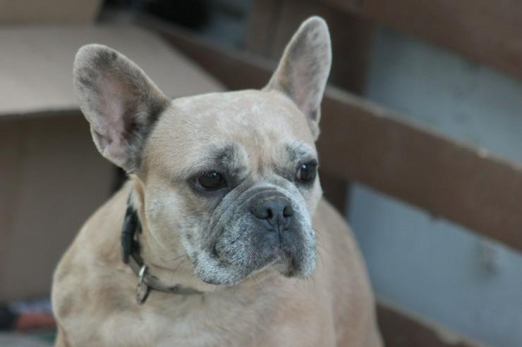 Alicent ist eine aufgeweckte und tolle kleine Maus und wünscht sich eine eigene Familie.