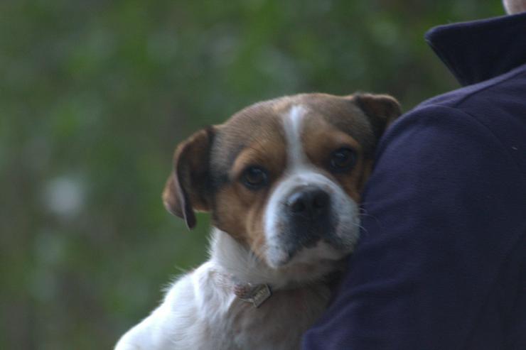 Bild 3:  Bosley liebt die Gesellschaft von Menschen und ist immer bereit für ein neues Abenteuer.