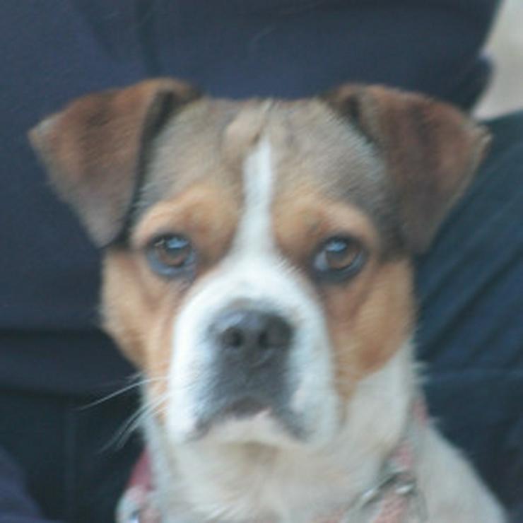 Bild 7:  Bosley liebt die Gesellschaft von Menschen und ist immer bereit für ein neues Abenteuer.