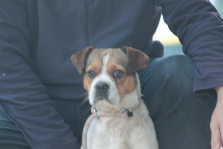  Bosley liebt die Gesellschaft von Menschen und ist immer bereit für ein neues Abenteuer.