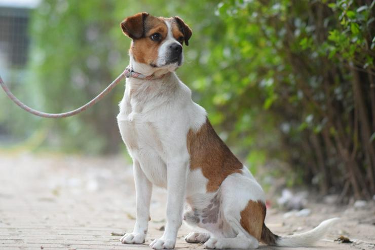 Bild 5:  Bosley liebt die Gesellschaft von Menschen und ist immer bereit für ein neues Abenteuer.