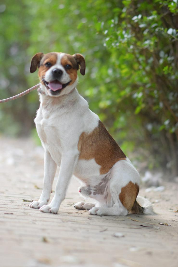 Bild 4:  Bosley liebt die Gesellschaft von Menschen und ist immer bereit für ein neues Abenteuer.