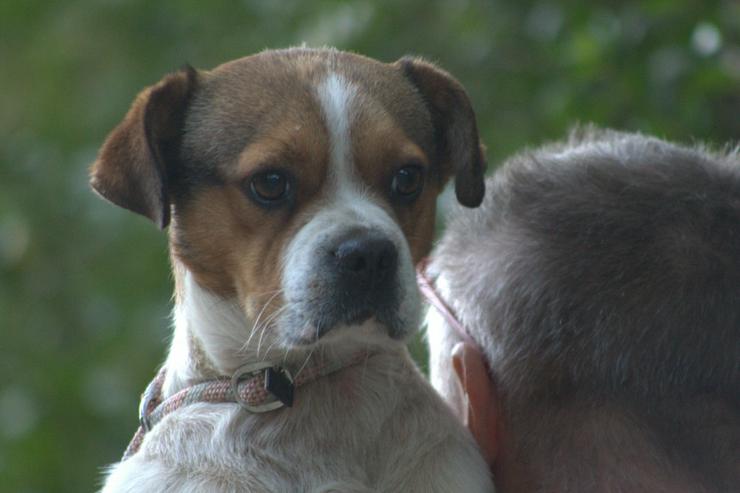 Bild 2:  Bosley liebt die Gesellschaft von Menschen und ist immer bereit für ein neues Abenteuer.