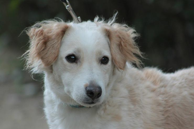Angus sucht sein eigenes Körbchen.
