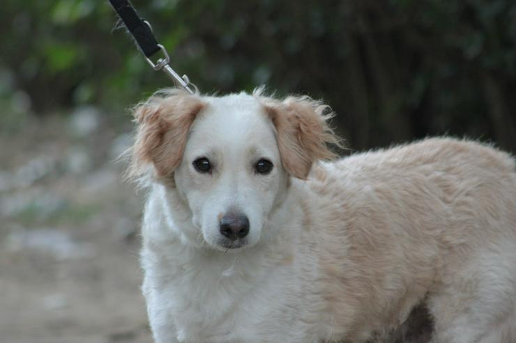 Bild 2: Angus sucht sein eigenes Körbchen.