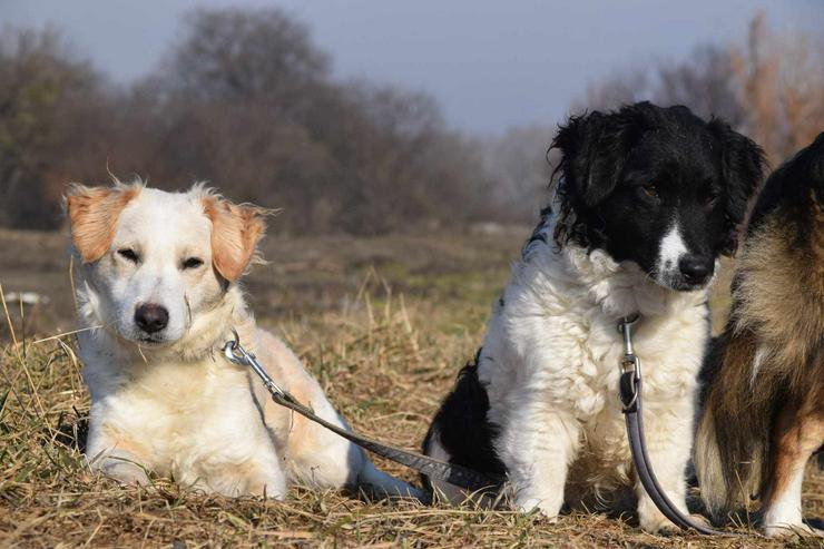 Bild 9: Angus sucht sein eigenes Körbchen.
