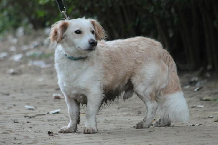 Bild 5: Angus sucht sein eigenes Körbchen.