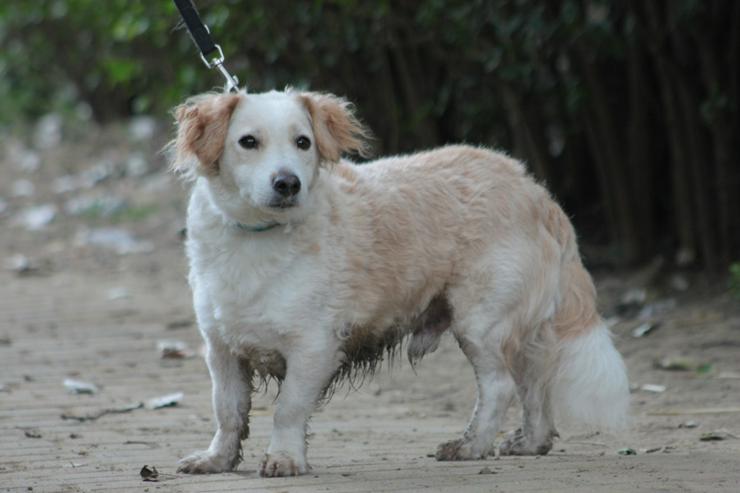 Bild 4: Angus sucht sein eigenes Körbchen.