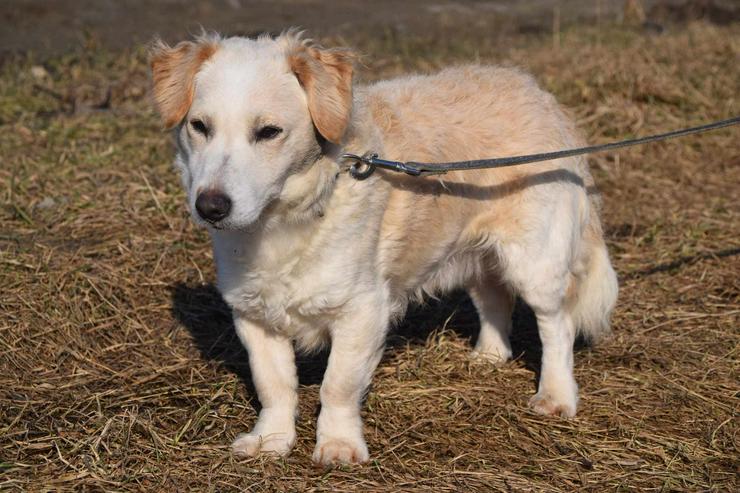Bild 8: Angus sucht sein eigenes Körbchen.