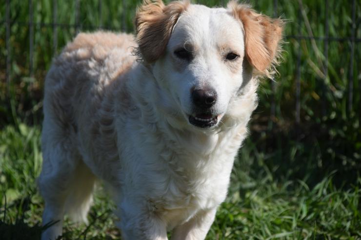 Bild 11: Angus sucht sein eigenes Körbchen.