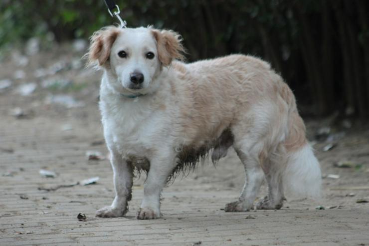 Bild 3: Angus sucht sein eigenes Körbchen.