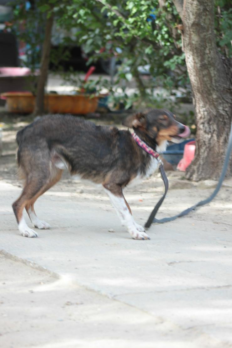 Bild 8: Joshi ist ein sehr lieber und freundlicher Hund mit einem foxterrierähnlichen Aussehen. 