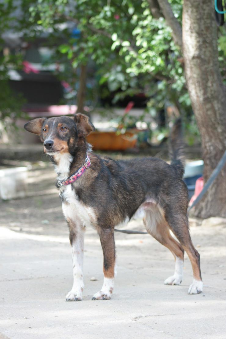 Bild 11: Joshi ist ein sehr lieber und freundlicher Hund mit einem foxterrierähnlichen Aussehen. 