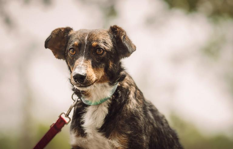 Bild 18: Joshi ist ein sehr lieber und freundlicher Hund mit einem foxterrierähnlichen Aussehen. 