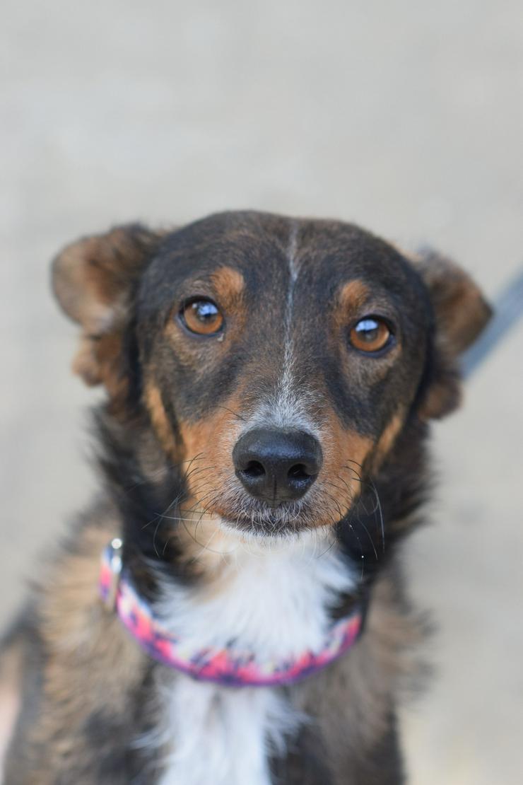 Bild 4: Joshi ist ein sehr lieber und freundlicher Hund mit einem foxterrierähnlichen Aussehen. 