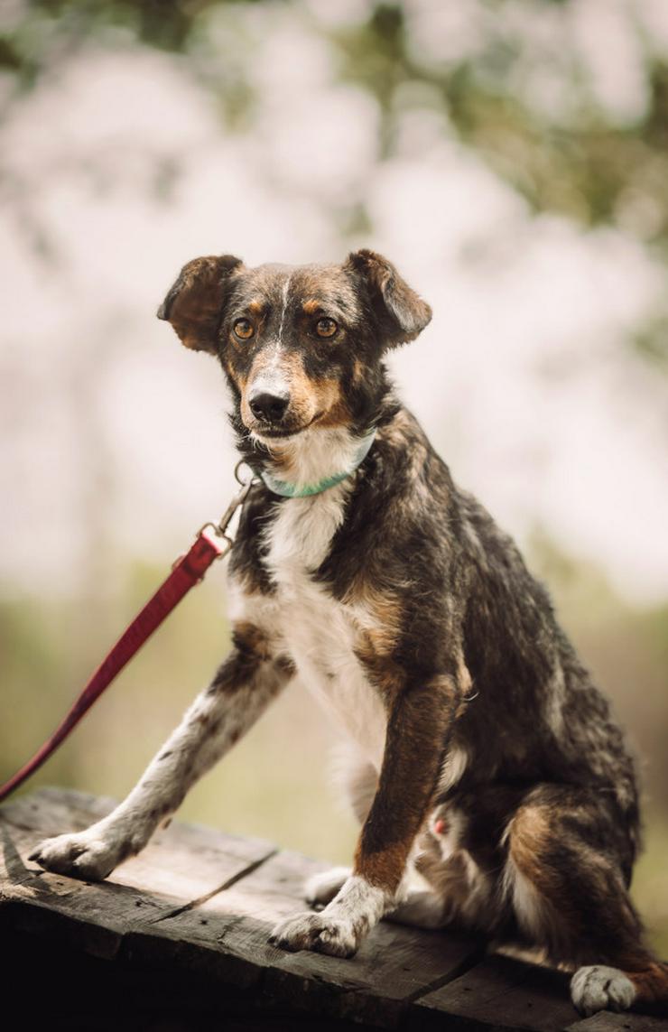 Bild 20: Joshi ist ein sehr lieber und freundlicher Hund mit einem foxterrierähnlichen Aussehen. 