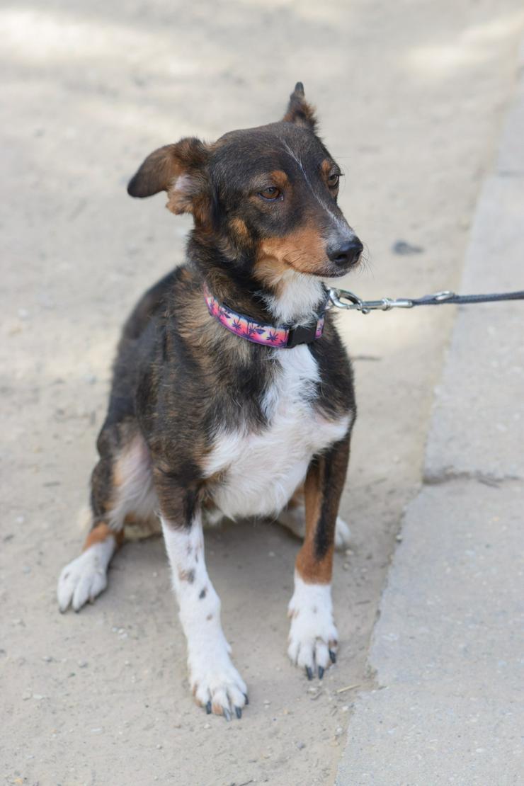 Bild 2: Joshi ist ein sehr lieber und freundlicher Hund mit einem foxterrierähnlichen Aussehen. 
