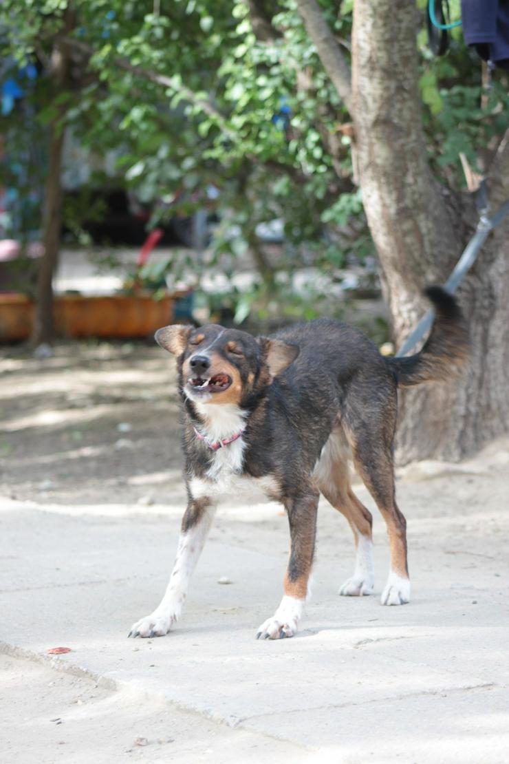 Bild 7: Joshi ist ein sehr lieber und freundlicher Hund mit einem foxterrierähnlichen Aussehen. 