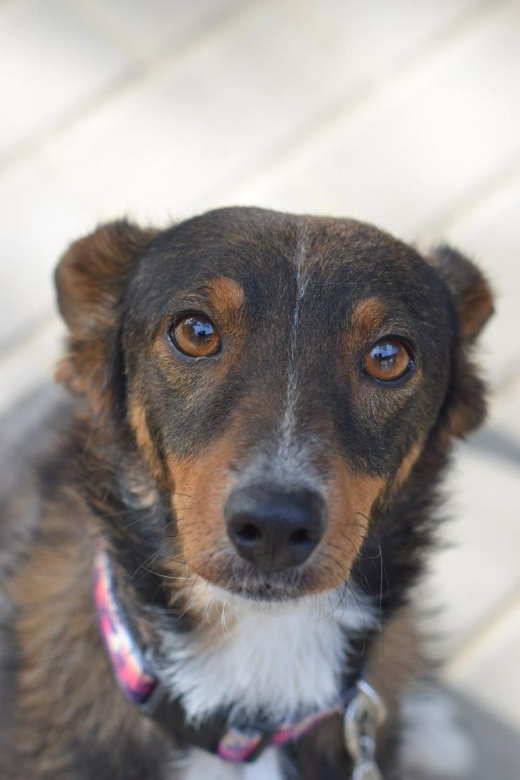 Bild 6: Joshi ist ein sehr lieber und freundlicher Hund mit einem foxterrierähnlichen Aussehen. 