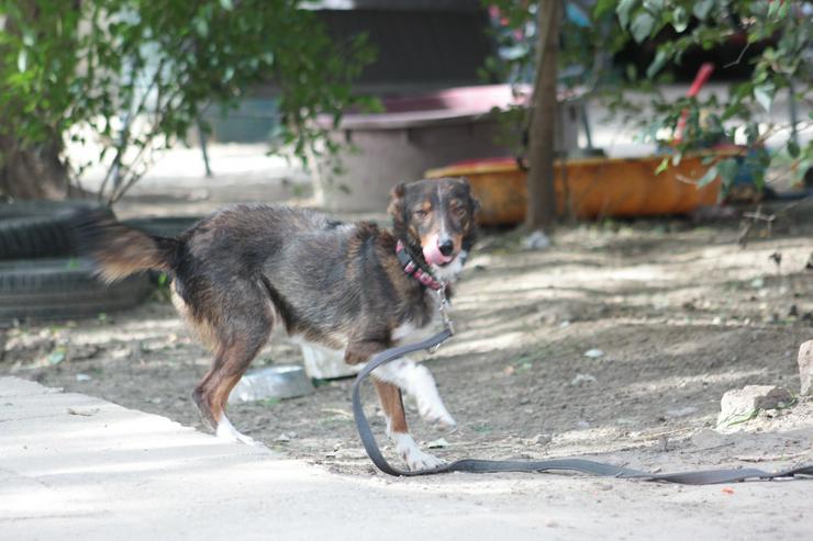 Bild 10: Joshi ist ein sehr lieber und freundlicher Hund mit einem foxterrierähnlichen Aussehen. 