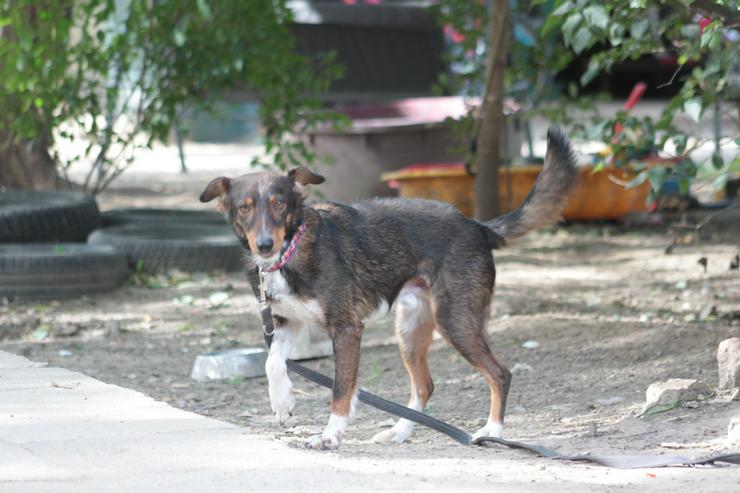 Bild 9: Joshi ist ein sehr lieber und freundlicher Hund mit einem foxterrierähnlichen Aussehen. 