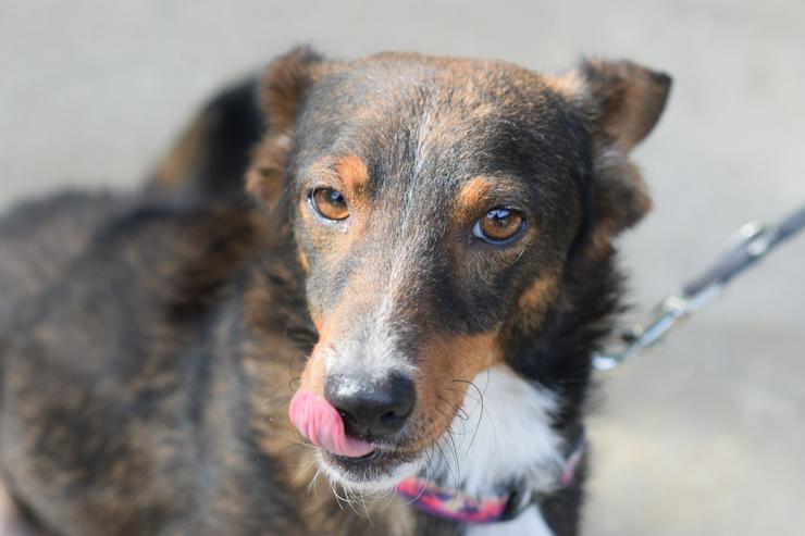 Joshi ist ein sehr lieber und freundlicher Hund mit einem foxterrierähnlichen Aussehen. 