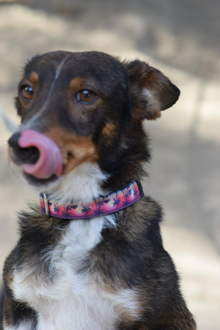 Bild 3: Joshi ist ein sehr lieber und freundlicher Hund mit einem foxterrierähnlichen Aussehen. 