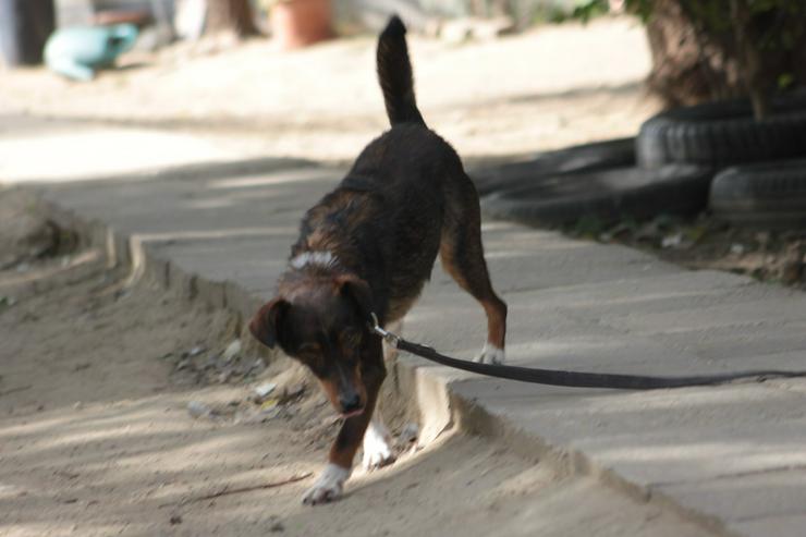 Bild 13: Joshi ist ein sehr lieber und freundlicher Hund mit einem foxterrierähnlichen Aussehen. 