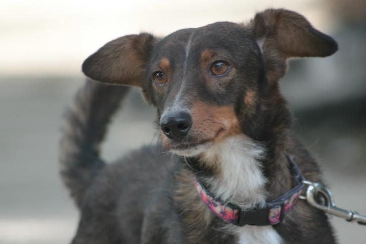 Bild 14: Joshi ist ein sehr lieber und freundlicher Hund mit einem foxterrierähnlichen Aussehen. 