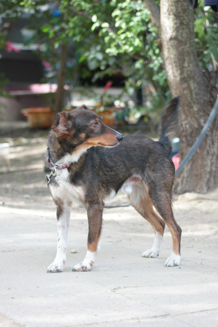 Bild 12: Joshi ist ein sehr lieber und freundlicher Hund mit einem foxterrierähnlichen Aussehen. 