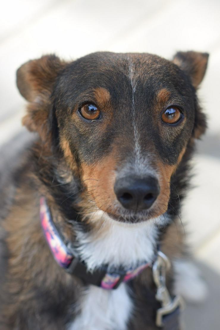 Bild 15: Joshi ist ein sehr lieber und freundlicher Hund mit einem foxterrierähnlichen Aussehen. 
