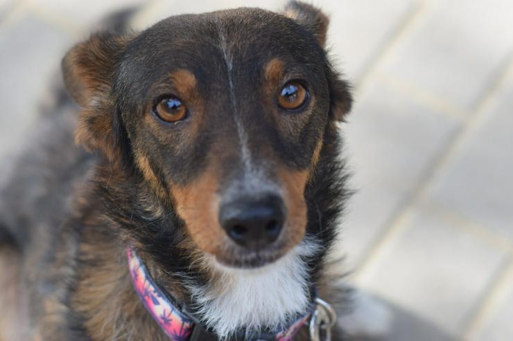Bild 5: Joshi ist ein sehr lieber und freundlicher Hund mit einem foxterrierähnlichen Aussehen. 