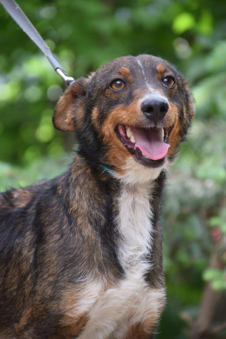 Bild 16: Joshi ist ein sehr lieber und freundlicher Hund mit einem foxterrierähnlichen Aussehen. 