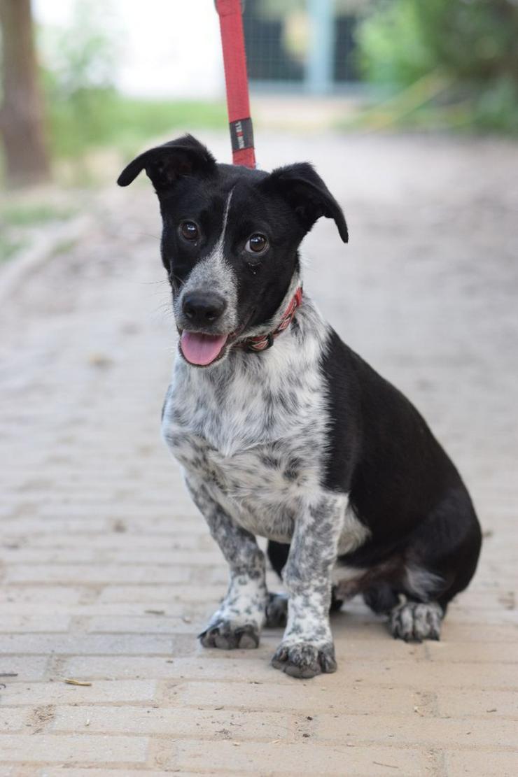 Bild 4: Guba ist ein süßer Junghund, der darauf wartet, ein schönes Zuhause zu finden.