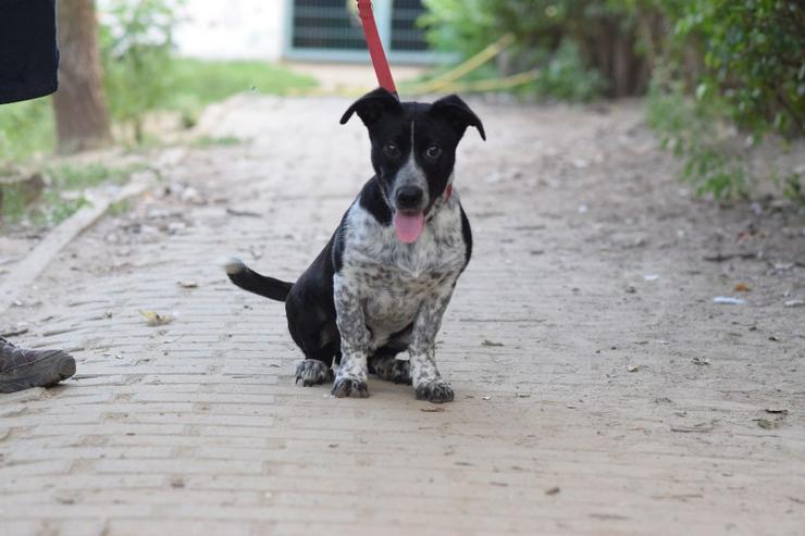 Bild 6: Guba ist ein süßer Junghund, der darauf wartet, ein schönes Zuhause zu finden.