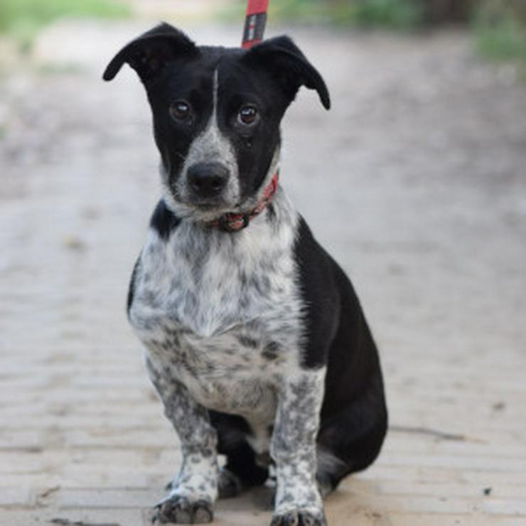 Bild 9: Guba ist ein süßer Junghund, der darauf wartet, ein schönes Zuhause zu finden.