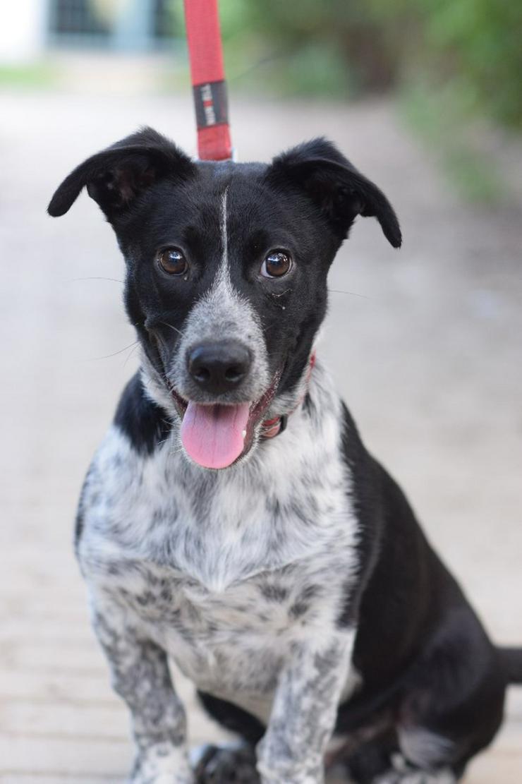 Guba ist ein süßer Junghund, der darauf wartet, ein schönes Zuhause zu finden.