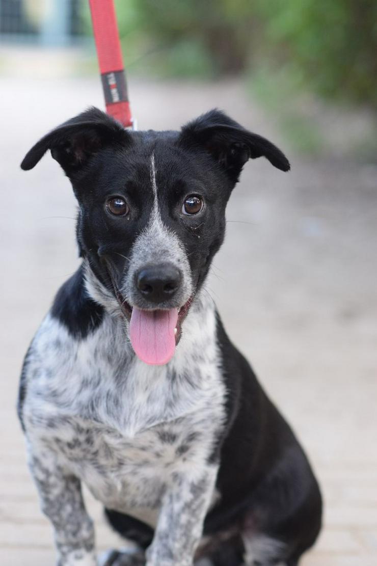 Bild 5: Guba ist ein süßer Junghund, der darauf wartet, ein schönes Zuhause zu finden.