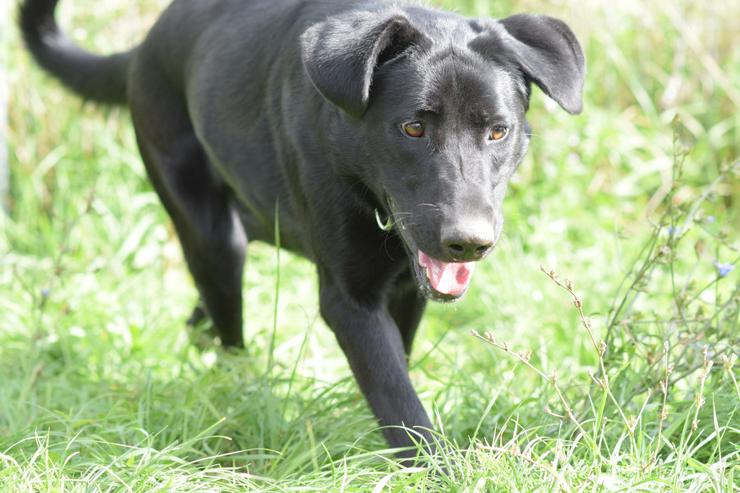 Bild 5: Heidi ist eine verspielte und verschmuste Hündin.