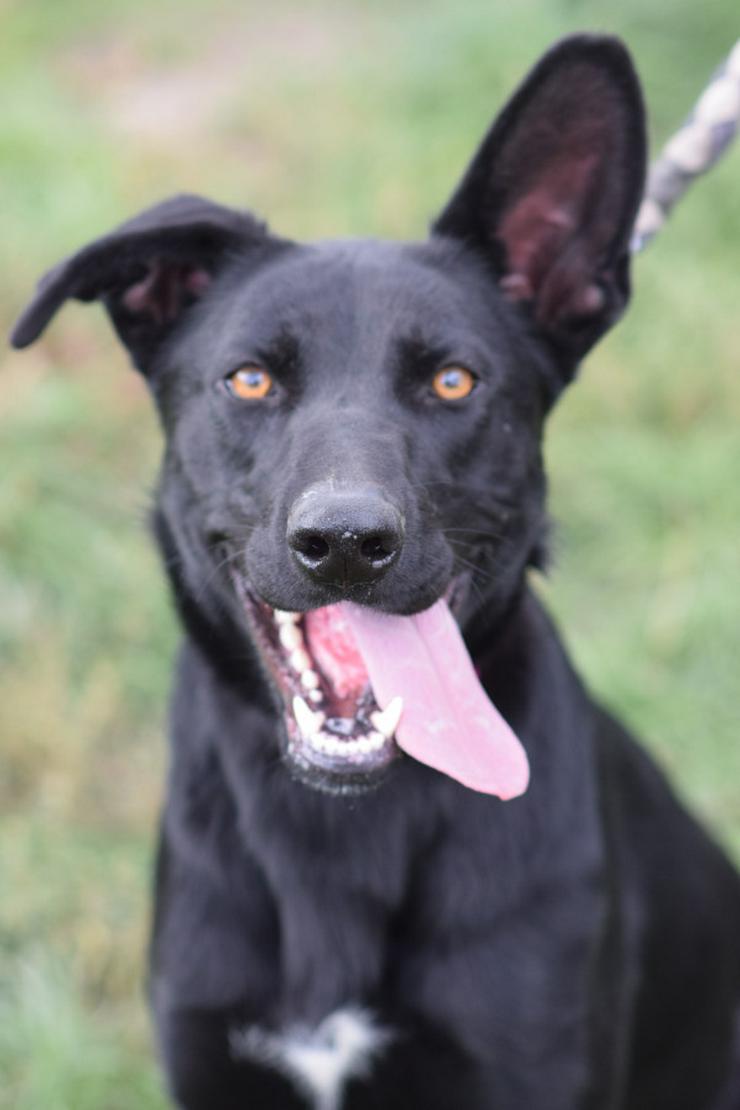 Heidi ist eine verspielte und verschmuste Hündin.