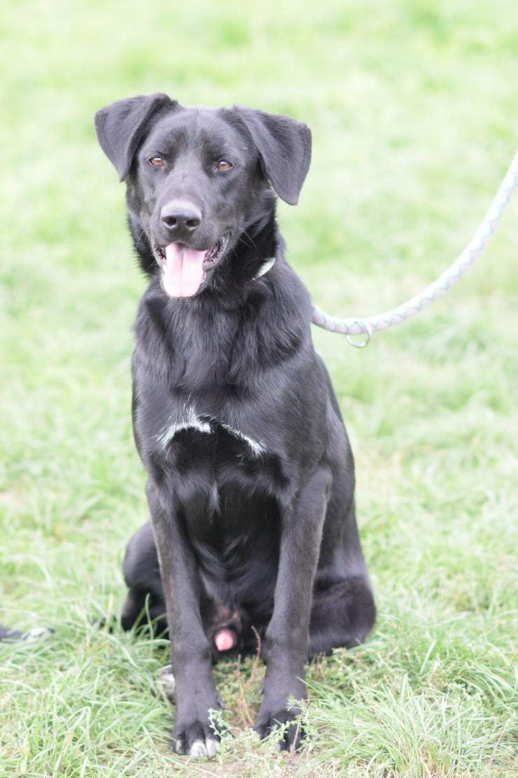 Bild 3: Sancho ist ein verspielter und verschmuster Rüde.
