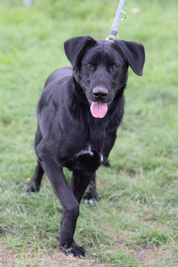 Bild 6: Sancho ist ein verspielter und verschmuster Rüde.