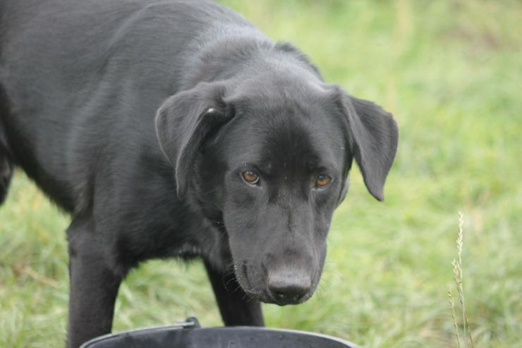 Bild 5: Sancho ist ein verspielter und verschmuster Rüde.